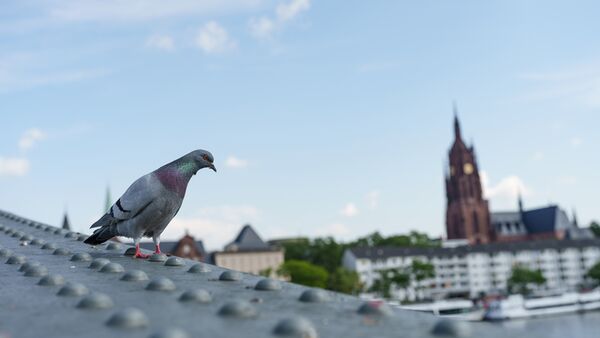 Sigma AF 28-45mm f/1.8 DG DN ART  L-Mount