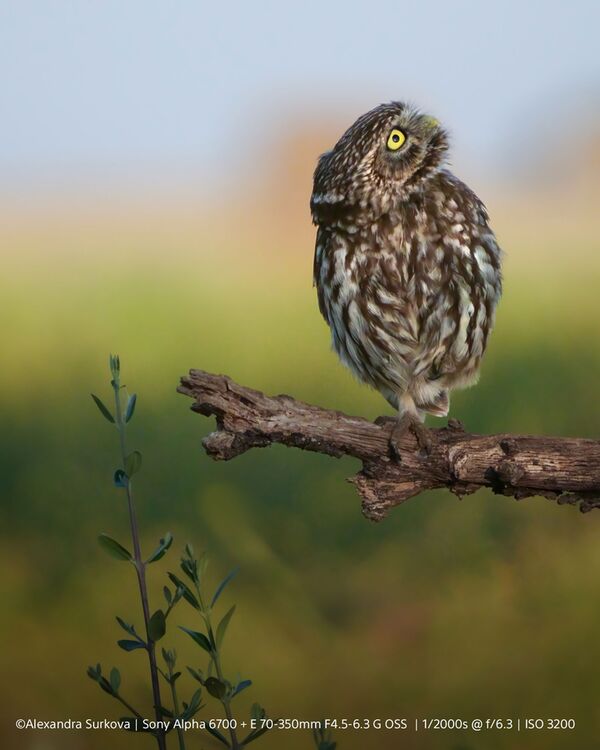 Sony Alpha 6700 (ILCE-6700) Gehäuse 