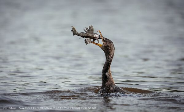 Sony Alpha 9 III (ILCE-9M3) Gehäuse 
