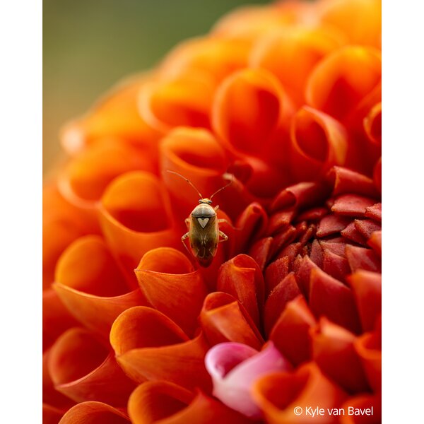 Sony SEL 100mm f/2,8 Makro GM OSS  Sony FE-Mount