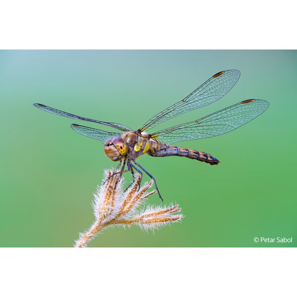 Sony SEL 100mm f/2,8 Makro GM OSS  Sony FE-Mount