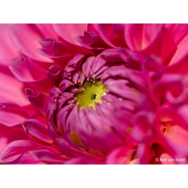 Sony SEL 100mm f/2,8 Makro GM OSS  Sony FE-Mount