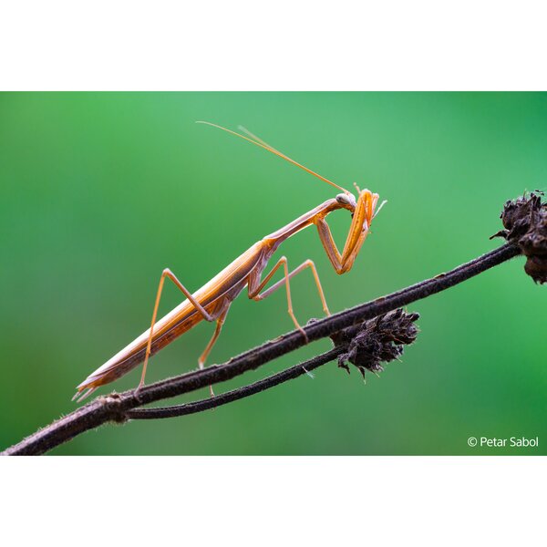 Sony SEL 100mm f/2,8 Makro GM OSS  Sony FE-Mount