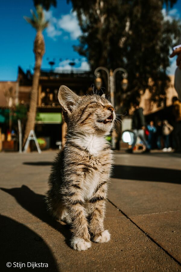 Sony SEL 16mm f/1.8 G  Sony FE-Mount