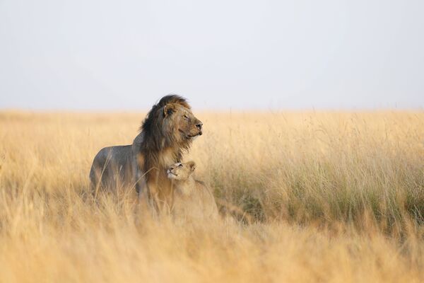 Sony SEL 300mm f/2.8 GM OSS  Sony  FE-Mount