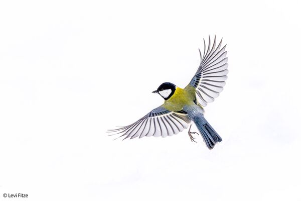 Sony SEL 400-800mm f/6.3-8 G OSS  Sony FE-Mount