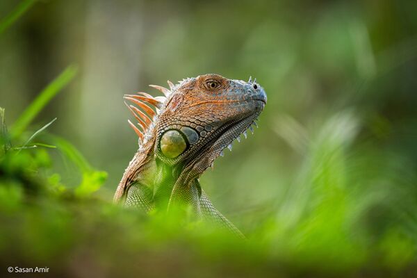 Sony SEL 400-800mm f/6.3-8 G OSS  Sony FE-Mount