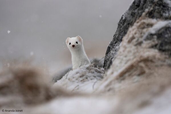 Sony SEL 400-800mm f/6.3-8 G OSS  Sony FE-Mount