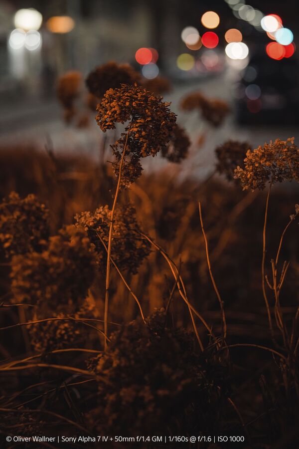 Sony SEL 50mm f/1,4 GM   Sony FE-Mount