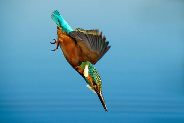 Sony SEL 70-200mm f/2,8 GM2 OSS  Sony FE-Mount