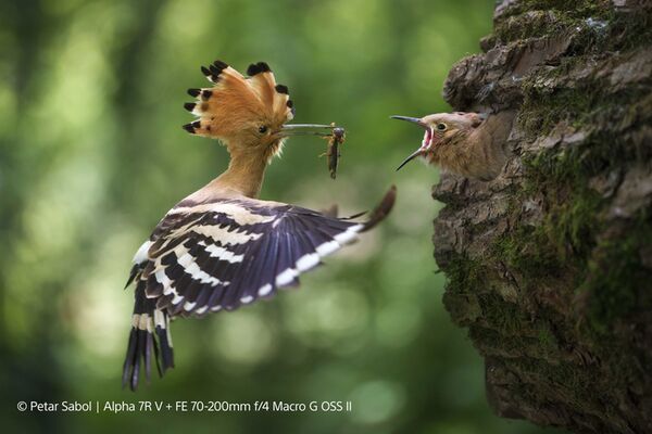 Sony SEL 70-200mm f/4,0 OSS G II  Sony FE-Mount