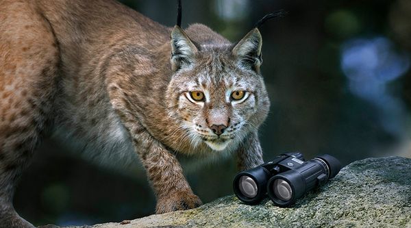 Steiner Wildlife  10,5x28