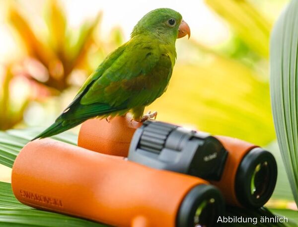 Swarovski NL Pure 12x42  Burnt Orange