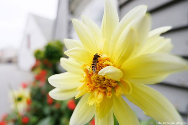 Tamron 11-20mm f/2,8 Di III-A  RXD  Canon RF-S