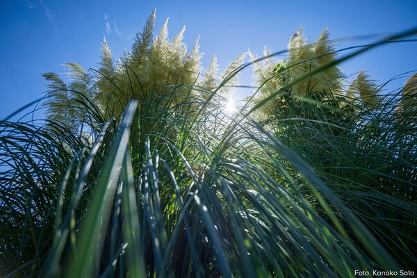 Tamron 11-20mm f/2,8 Di III-A  RXD  Canon RF-S