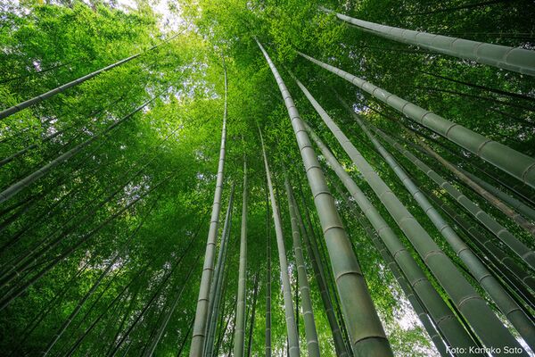 Tamron 11-20mm f/2,8 Di III-A  RXD  Canon RF-S