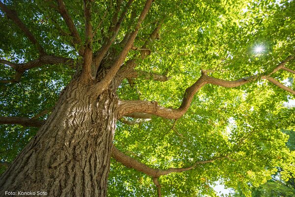 Tamron 11-20mm f/2,8 Di III-A  RXD  Canon RF-S