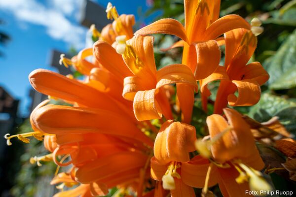 Tamron 11-20mm f/2,8 Di III-A  RXD   Fujifilm X