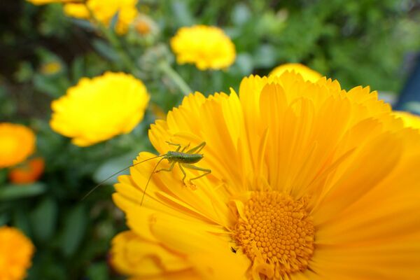 Tamron 11-20mm f/2,8 Di III-A  RXD  Sony E-Mount