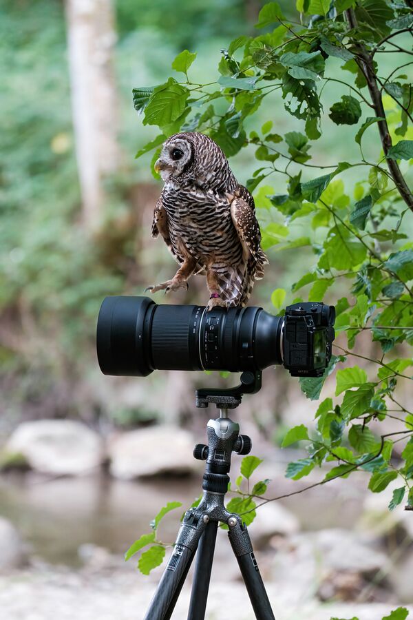 Tamron 150-500mm f/5-6,7 Di III VC VXD  Fujifilm X