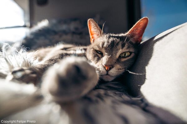 Tamron 16-30mm f/2,8 Di III VXD G2  Nikon Z-Mount