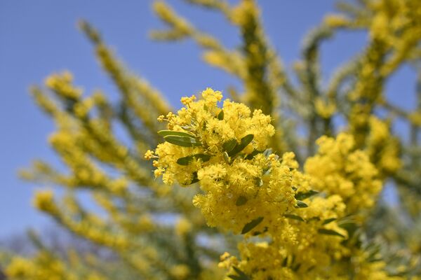 Tamron 18-300mm f/3.5-6.3 Di III-A VC VXD  Nikon Z (DX)