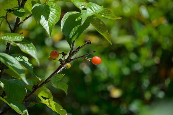 Tamron 18-300mm f/3.5-6.3 Di III-A VC VXD  Nikon Z (DX)