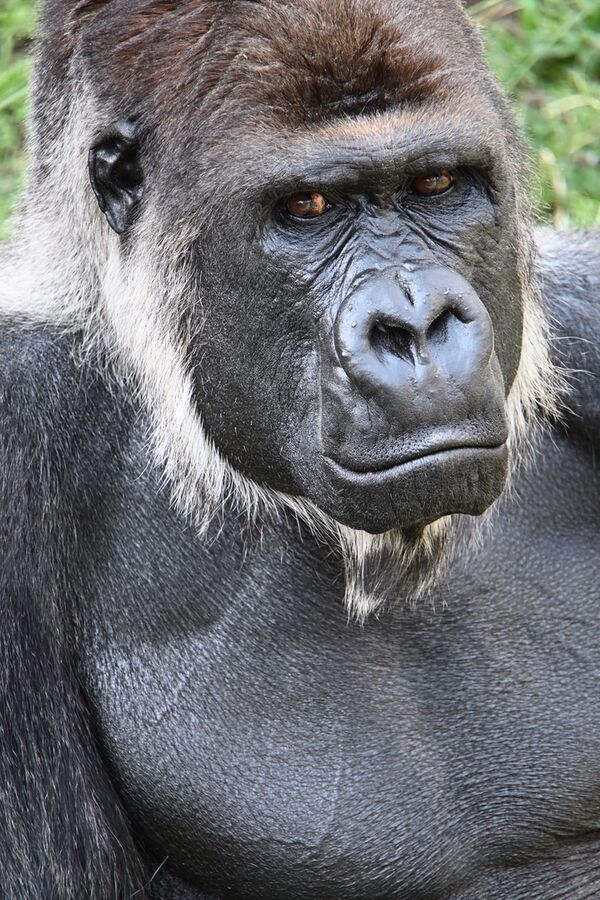 Tamron 18-300mm f/3.5-6.3 Di III-A VC VXD  Nikon Z (DX)