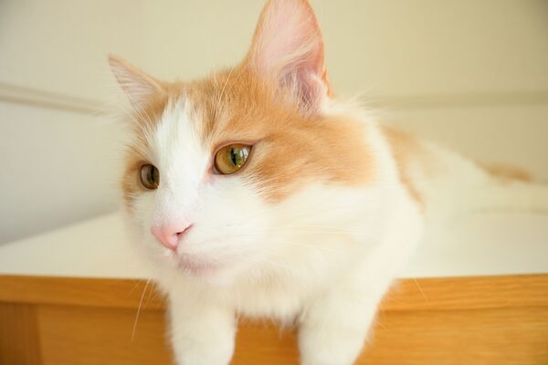 Tamron 18-300mm f/3.5-6.3 Di III-A VC VXD  Nikon Z (DX)