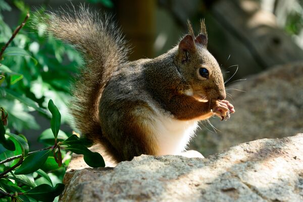 Tamron 18-300mm f/3.5-6.3 Di III-A VC VXD  Nikon Z (DX)