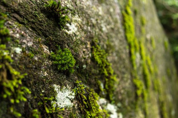 Tamron 24mm f/2.8 Di III OSD M1:2  Sony FE-Mount