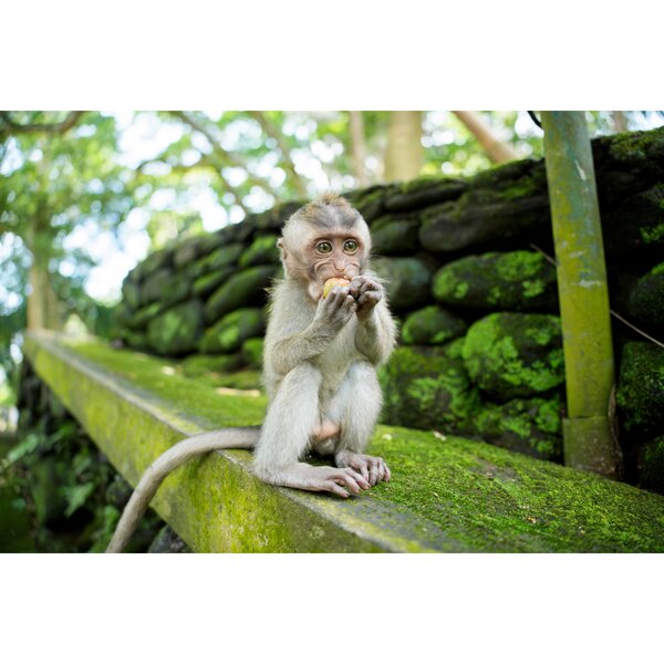 Tamron 25-200mm f/2,8-5,6 Di III VXD G2  Sony  FE-Mount