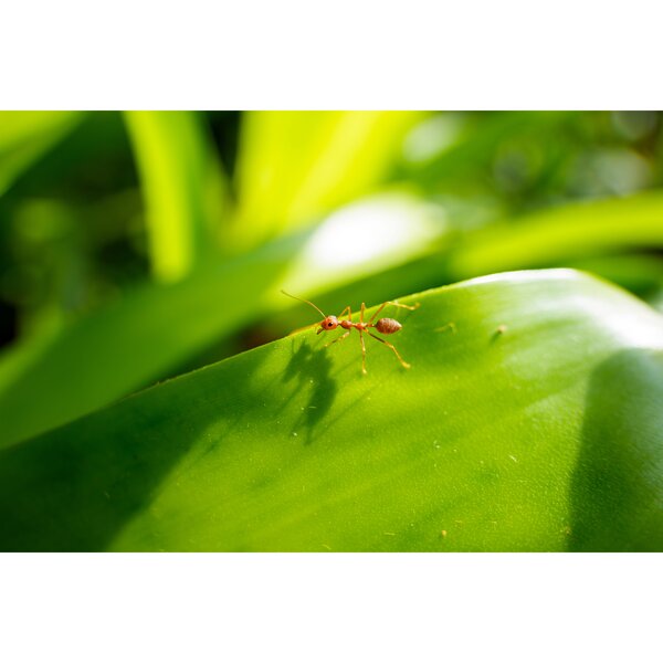 Tamron 25-200mm f/2,8-5,6 Di III VXD G2  Sony  FE-Mount