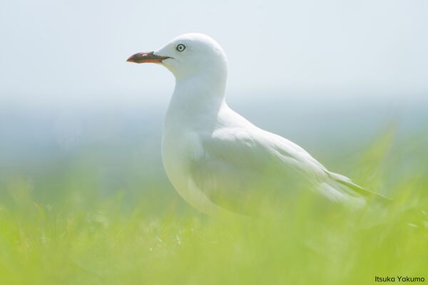 Tamron 28-300mm f/4-7,1 Di III VC VXD  Sony FE-Mount