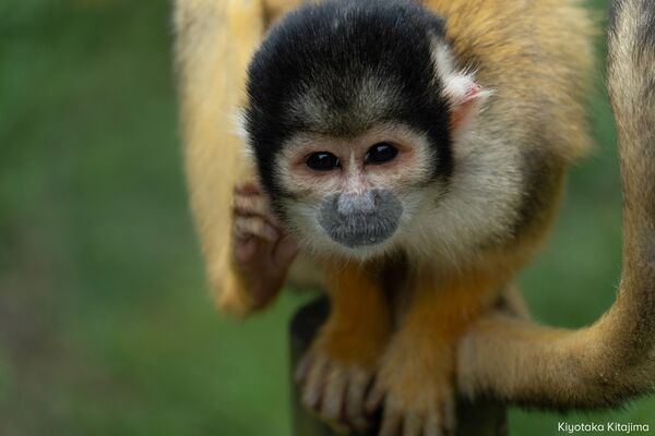 Tamron 28-300mm f/4-7,1 Di III VC VXD  Sony FE-Mount