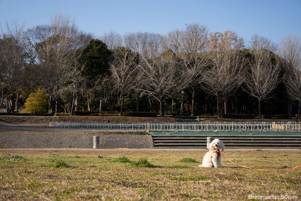 Tamron 50-300mm f/4.5-6.3 Di III VC VXD  Sony FE-Mount