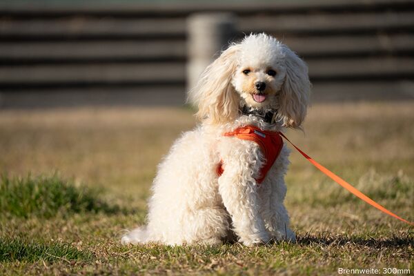 Tamron 50-300mm f/4.5-6.3 Di III VC VXD  Sony FE-Mount