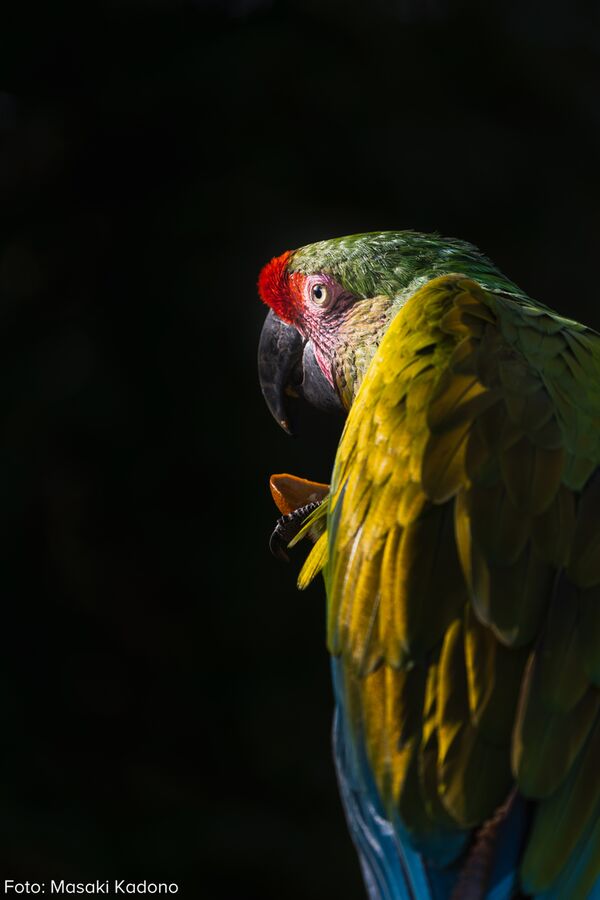 Tamron 50-400mm f/4.5-6.3 Di III VC VXD  Sony FE-Mount