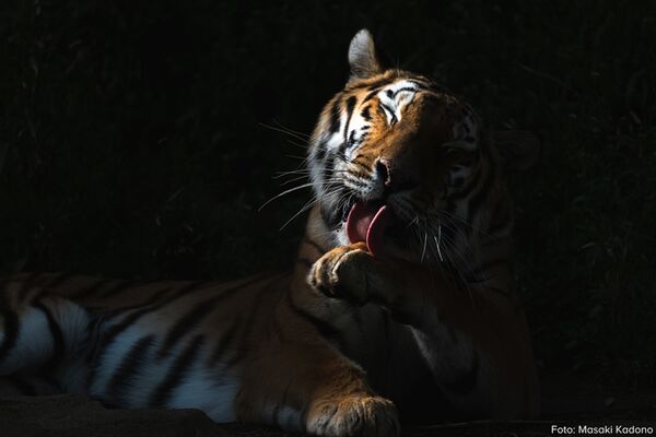 Tamron 50-400mm f/4.5-6.3 Di III VC VXD  Sony FE-Mount