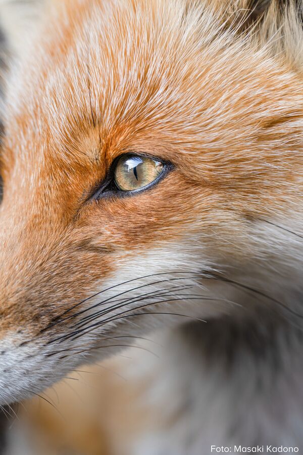 Tamron 50-400mm f/4.5-6.3 Di III VC VXD  Sony FE-Mount