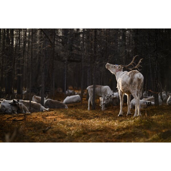 Tamron 70-180mm f/2.8 Di III VC VXD G2  Nikon Z mount