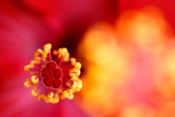 Tamron 90mm f/2.8 Di III MACRO VXD   Sony FE-Mount