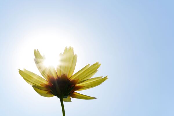 Tamron 90mm f/2.8 Di III MACRO VXD   Sony FE-Mount