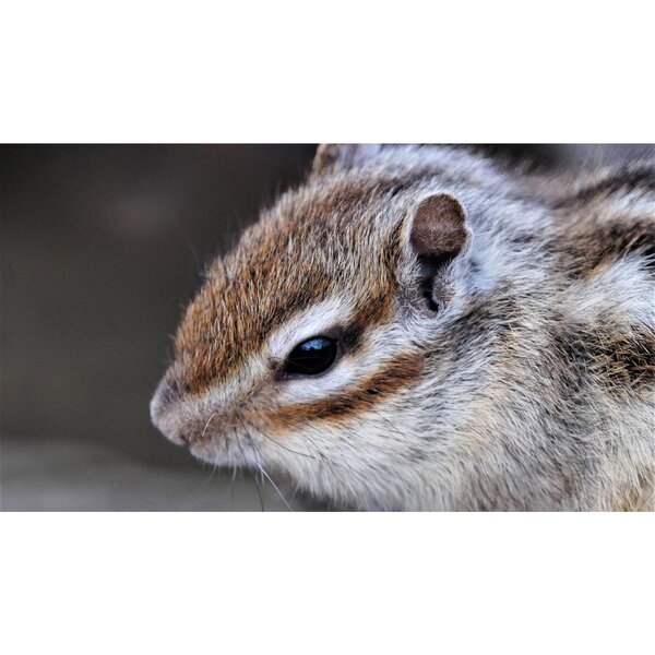 Tokina SZ 300mm PRO f/7.1 MF   Fujifilm X