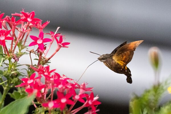 Tokina SZ 300mm PRO f/7.1 MF  Sony E-Mount