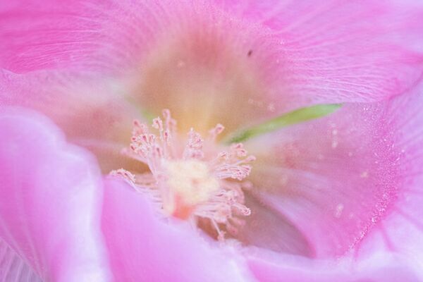 Tokina SZ 300mm PRO f/7.1 MF  Sony E-Mount