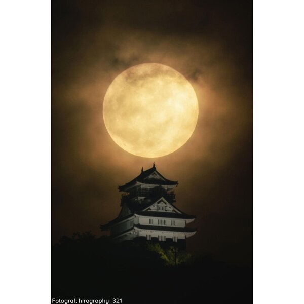 Tokina SZ 600mm PRO f/8 MF  Canon EF-M