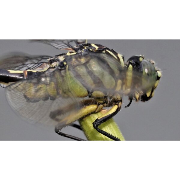 Tokina SZ 600mm PRO f/8 MF   Fujifilm X