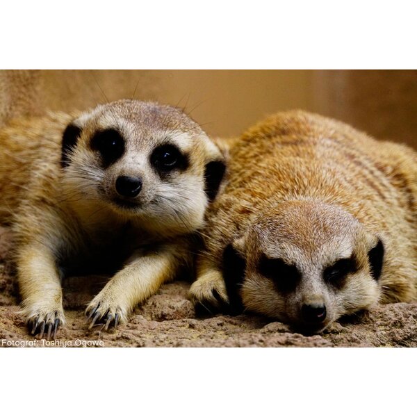 Tokina SZ 900mm PRO f/11 MF  Canon EF-M