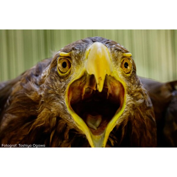 Tokina SZ 900mm PRO f/11 MF  Canon EF-M